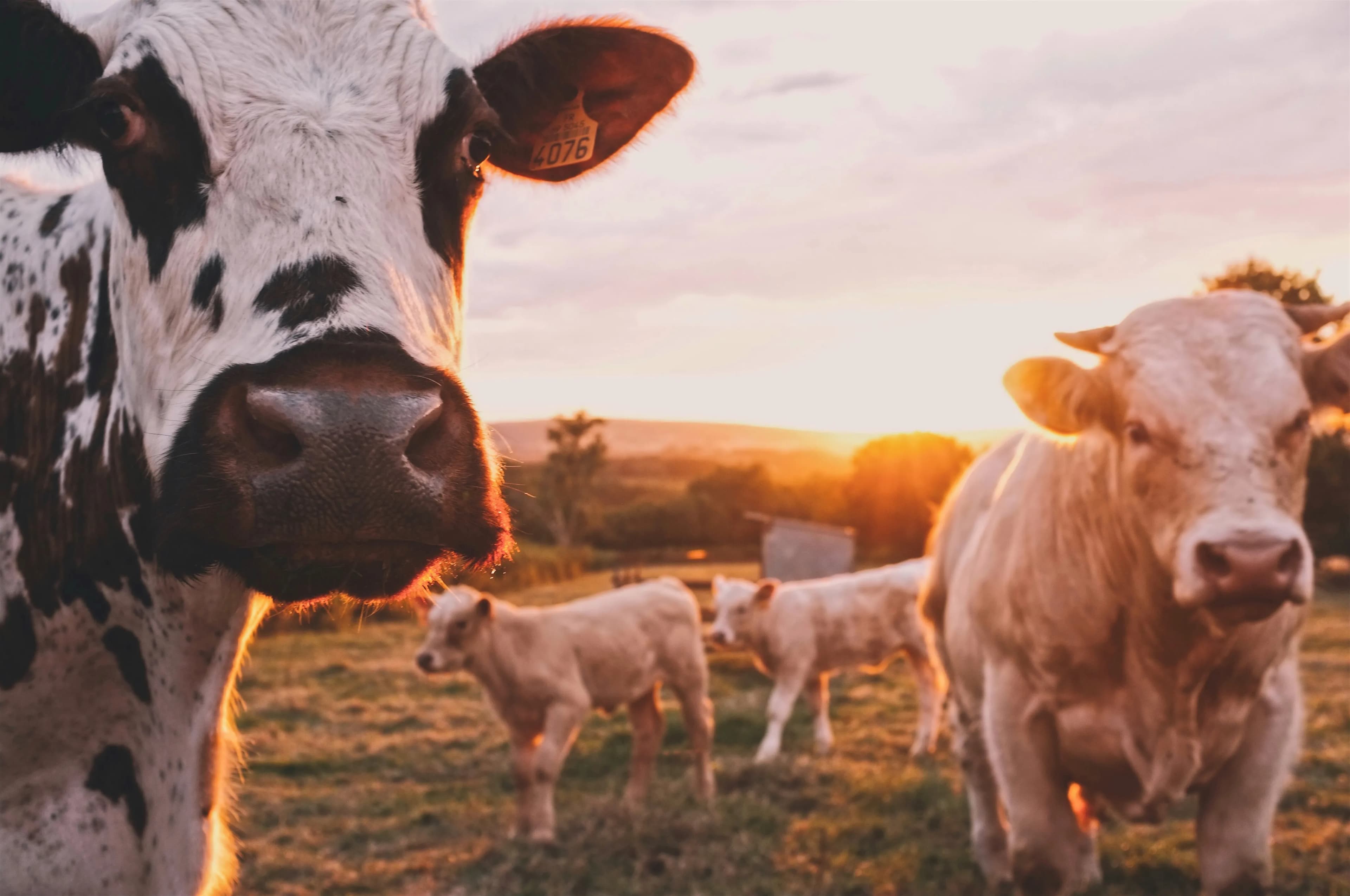farming-agriculture-cover.webp